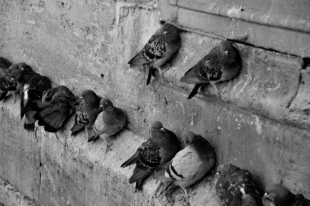 istanbul melikegungorer siyabeyaz blackandwhite birds streetphotography