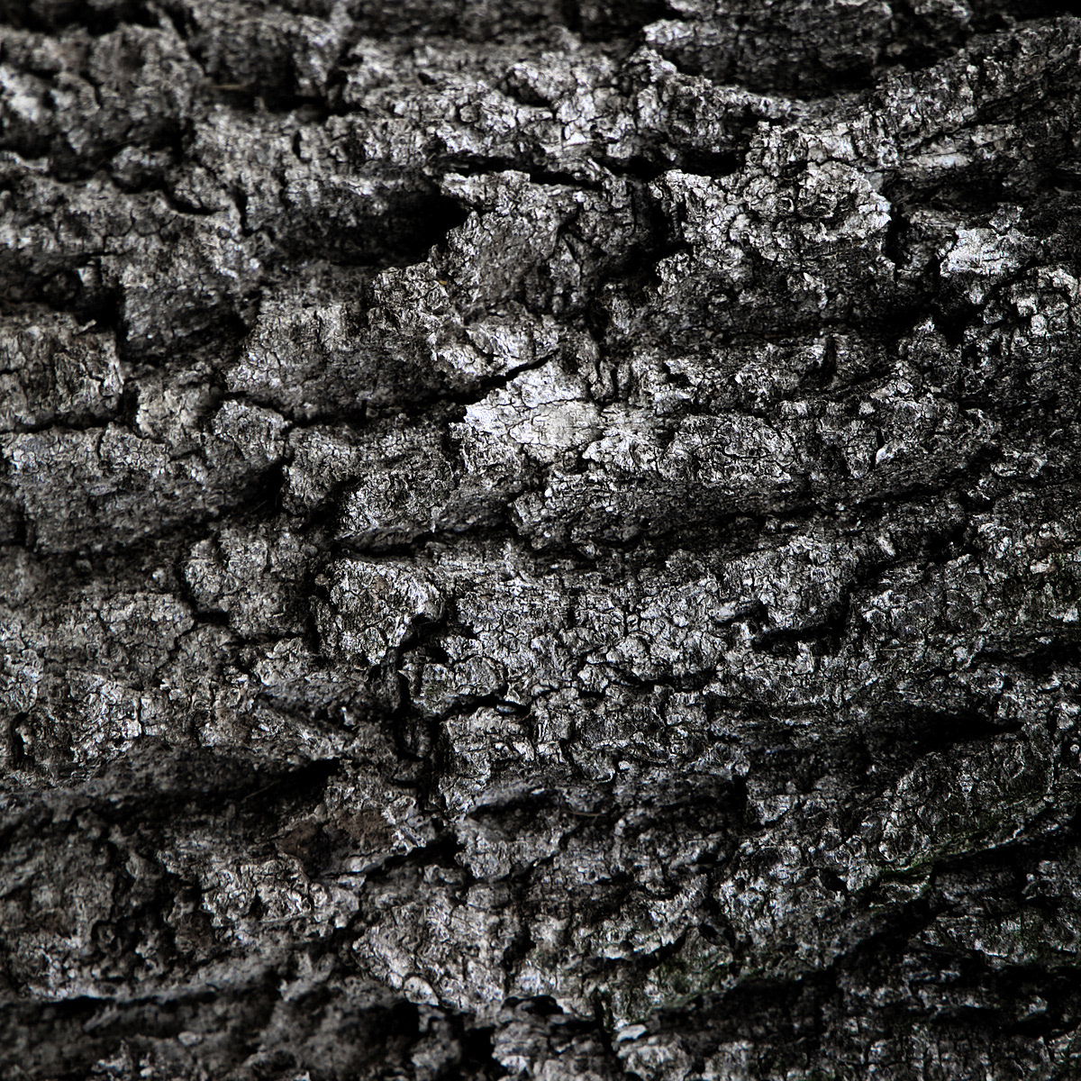 Nature abstract Aerial Landscape bark Tree  climate change macro environment imagination
