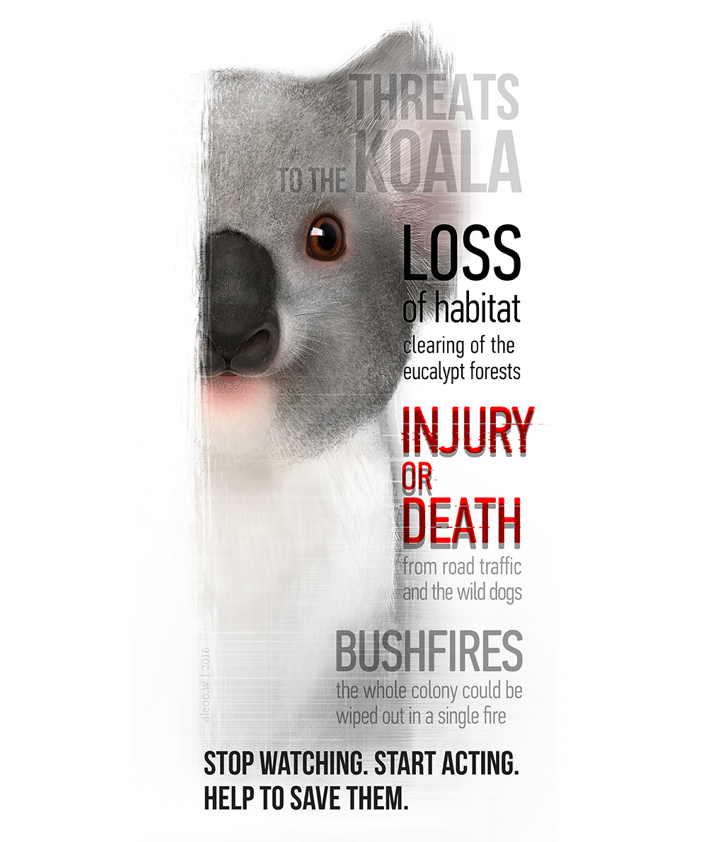 koala eco poster post animal animals Australia social eco