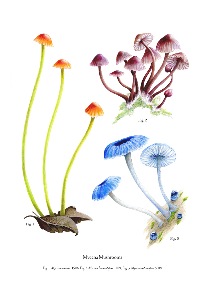 scientific illustration Mushrooms botanical illustration botany Prisma Color mixed media