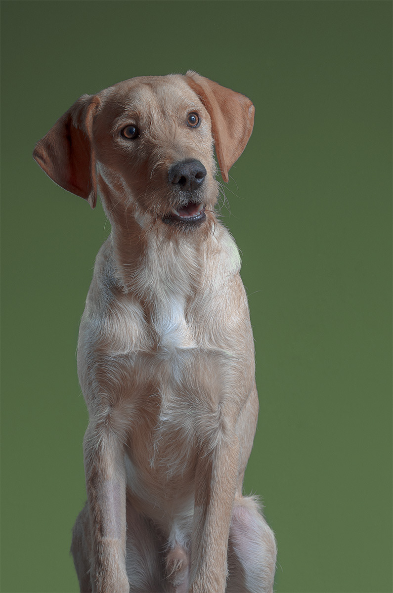 puppy dog portrait