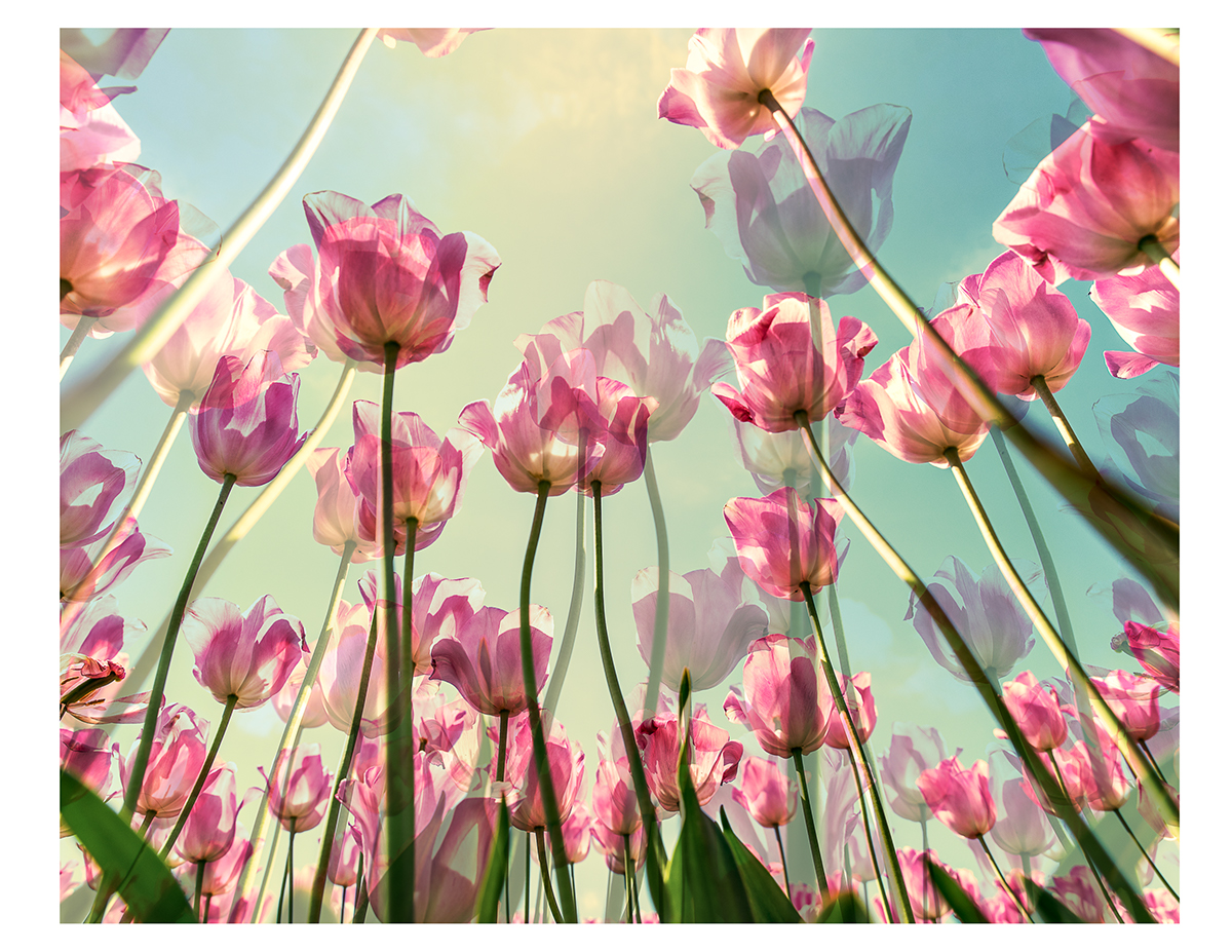 double exposure tulips creative