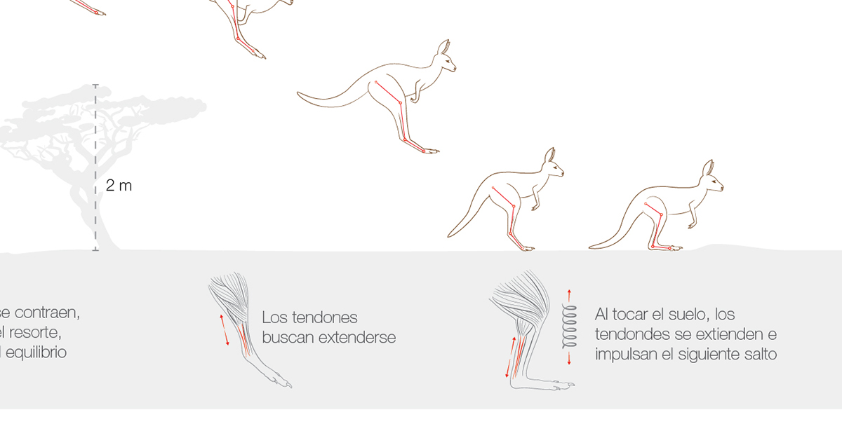 kangaroo locomotion infografia infographics