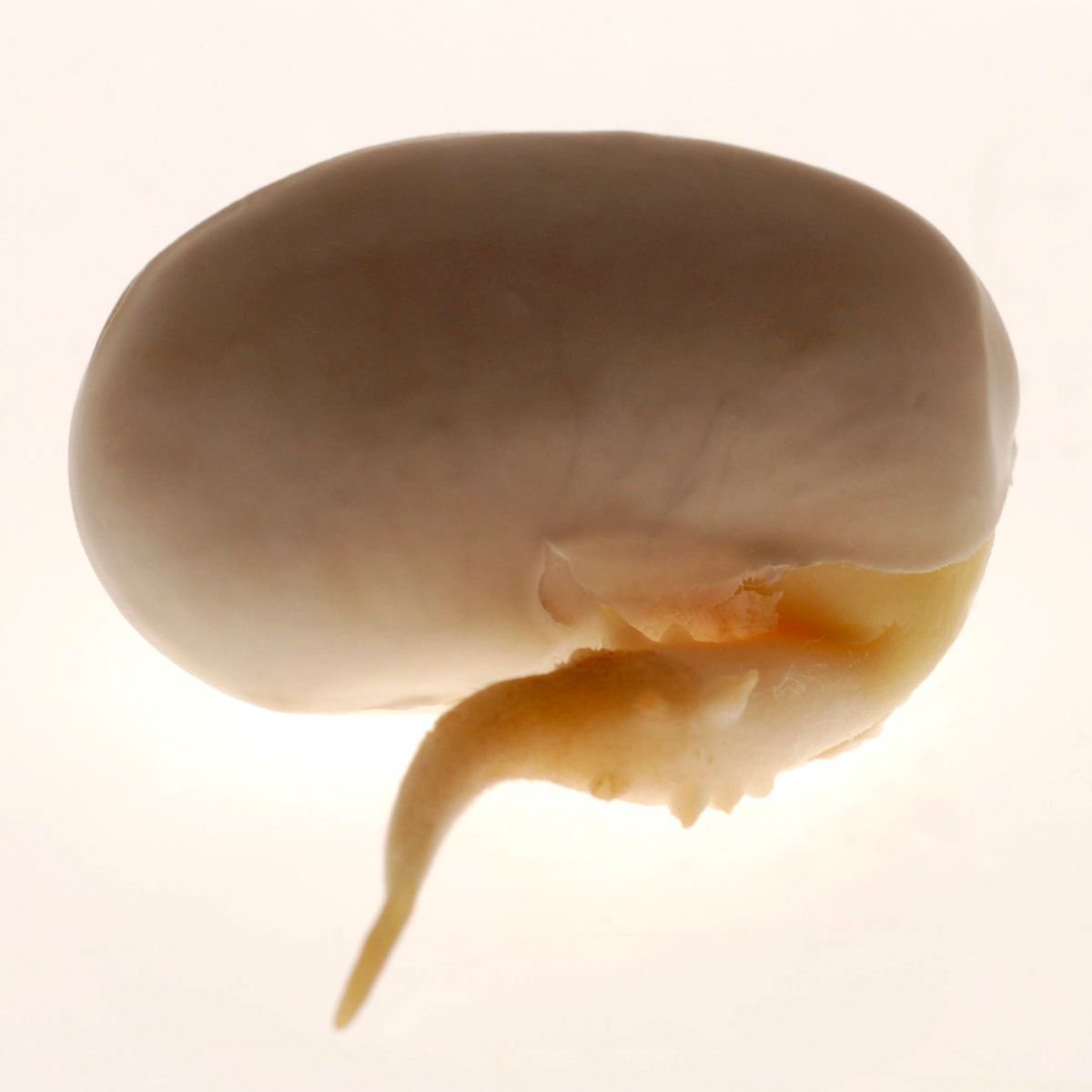 beans Embryo inbetween macro light  Kalina Hristova