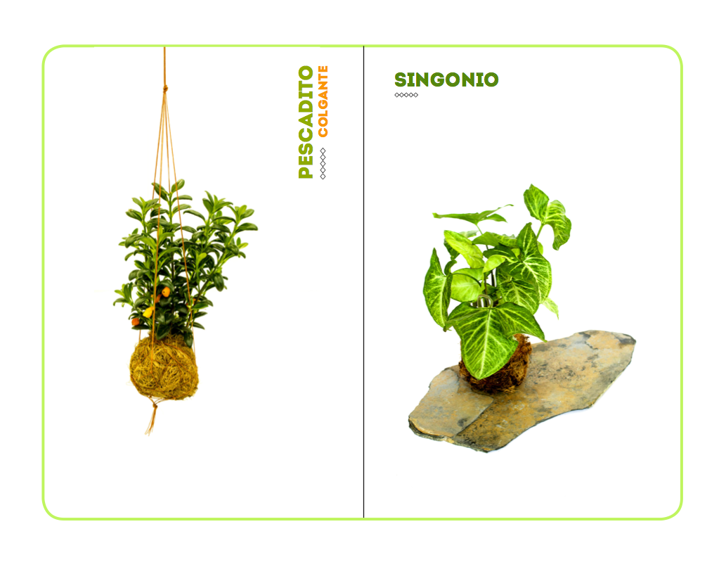 brand Brand Design products photography of products design plants plants design kokedamas
