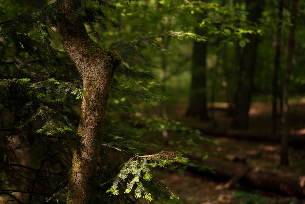 DschuangDsi forest Naturaufnahmen philosophie philosophy  Photographie Photography  wald Waldaufnahmen Waldgeister
