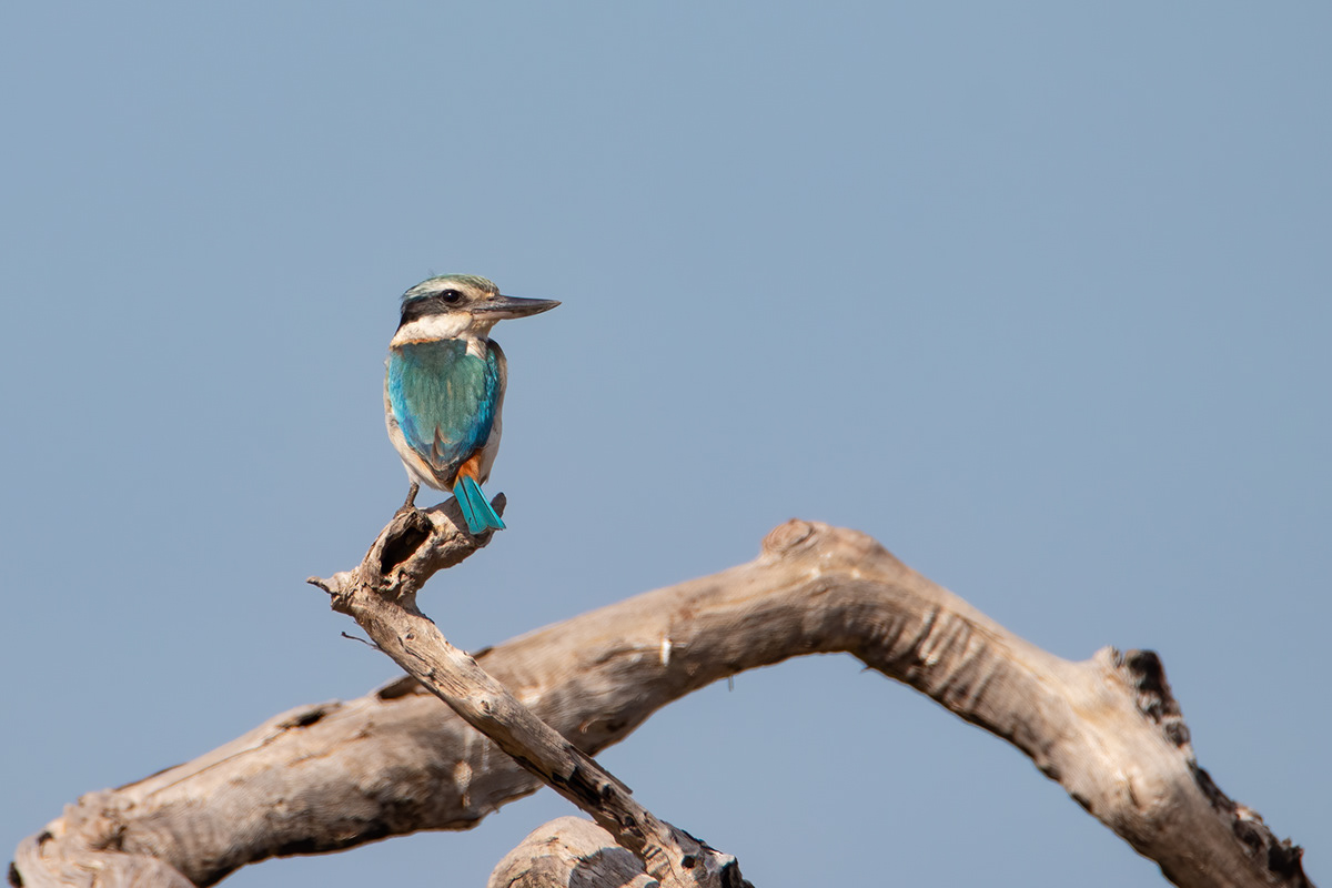 kingfisher bird Australia northern territory wildlife birds Bird Photography Nature Canon wild
