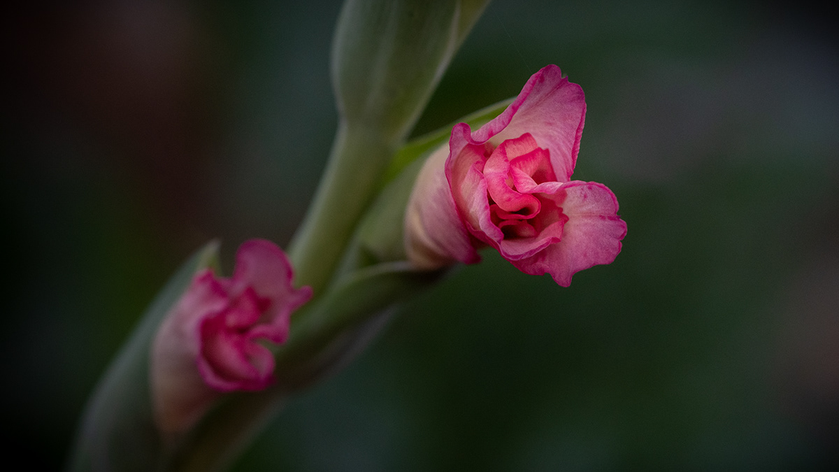 borage Flowers gladiolus  poppy Thistle