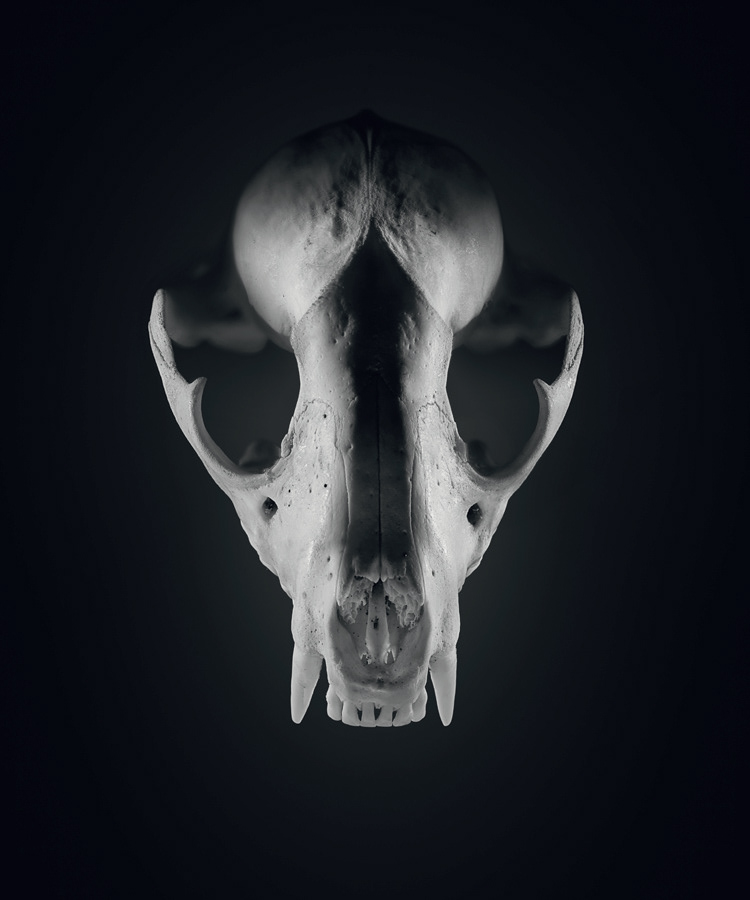 skulls skull animal animals bones bone dead creepy crazy shape Minimalism dark still life bw