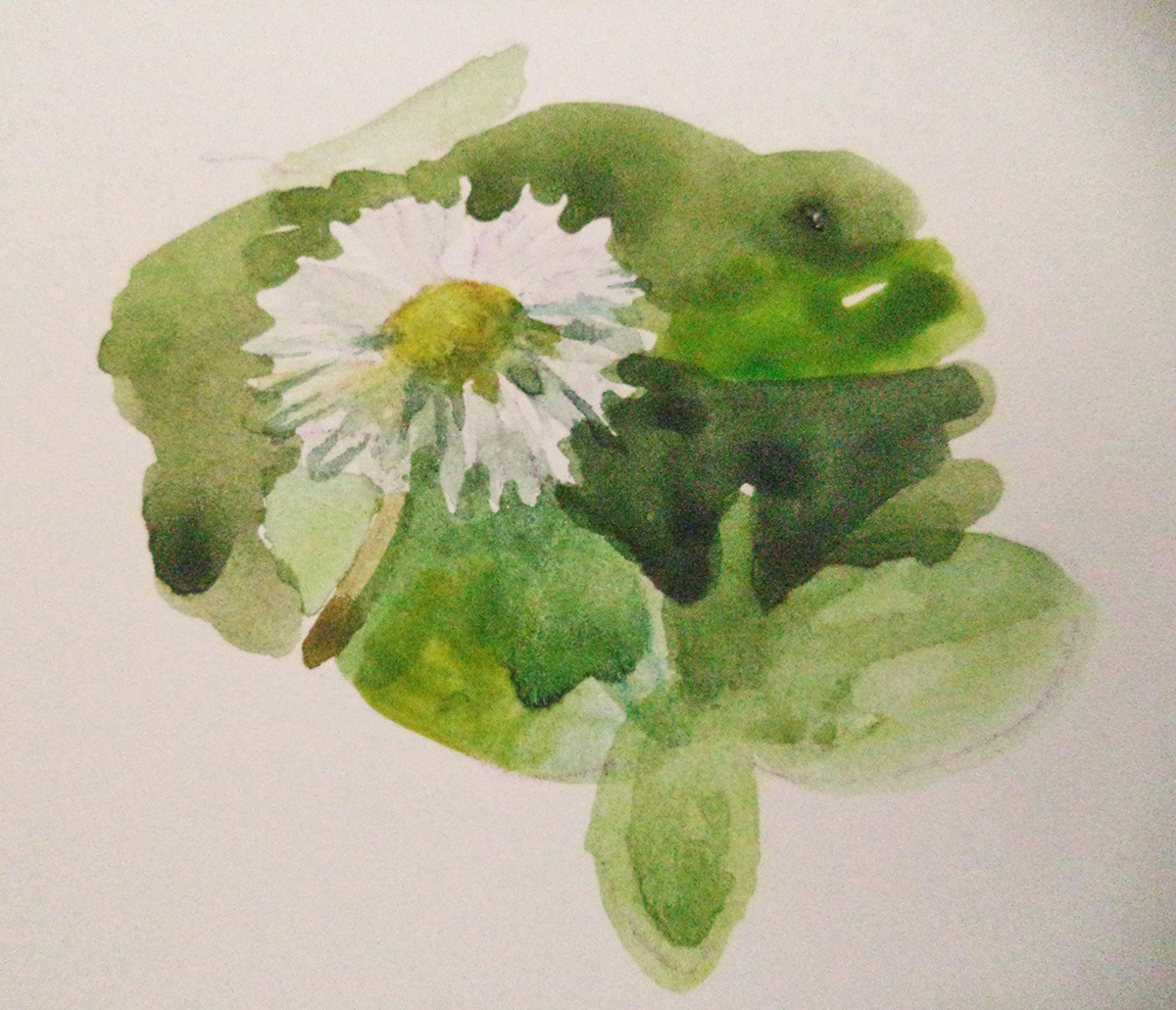 watercolour aquarel flower daisy