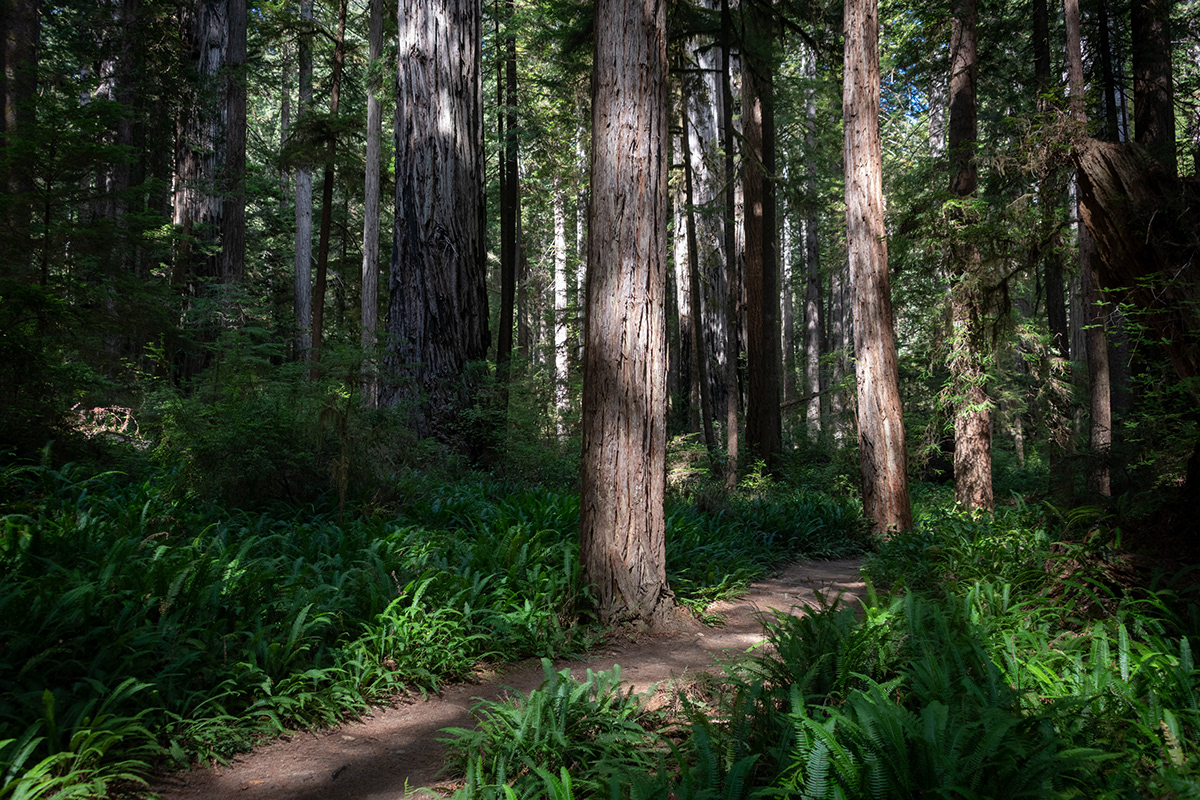 beauty hiker in forest large trees Nature Photography  red woods Tree 
