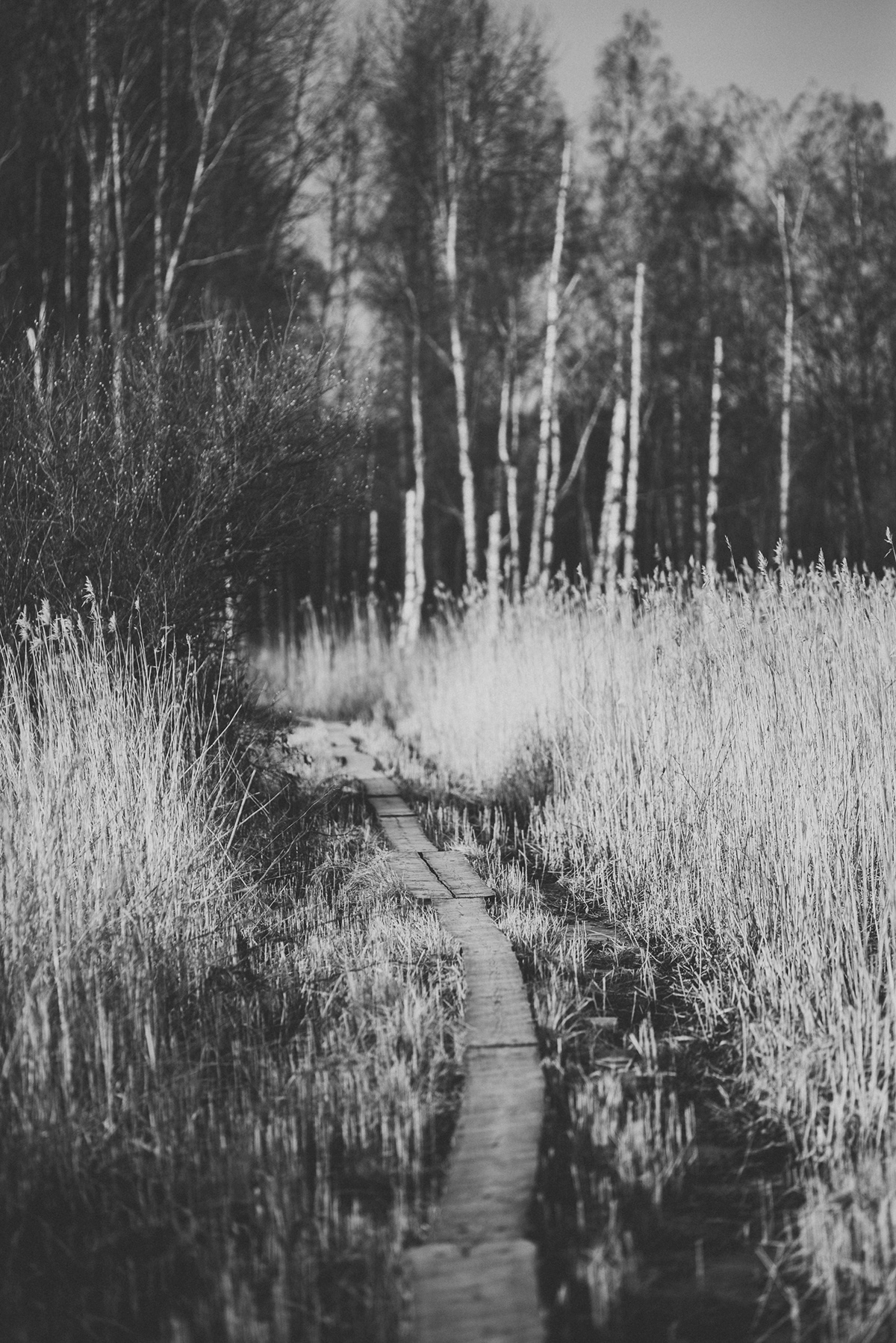 ice winter grass trees water spring Black&white finland Presetr