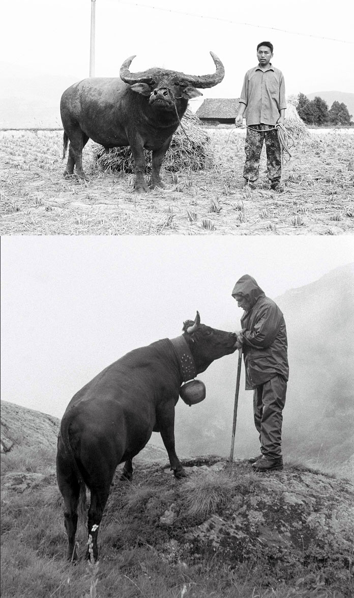 buffallo fight cow fight comparative documentary china Switzerland