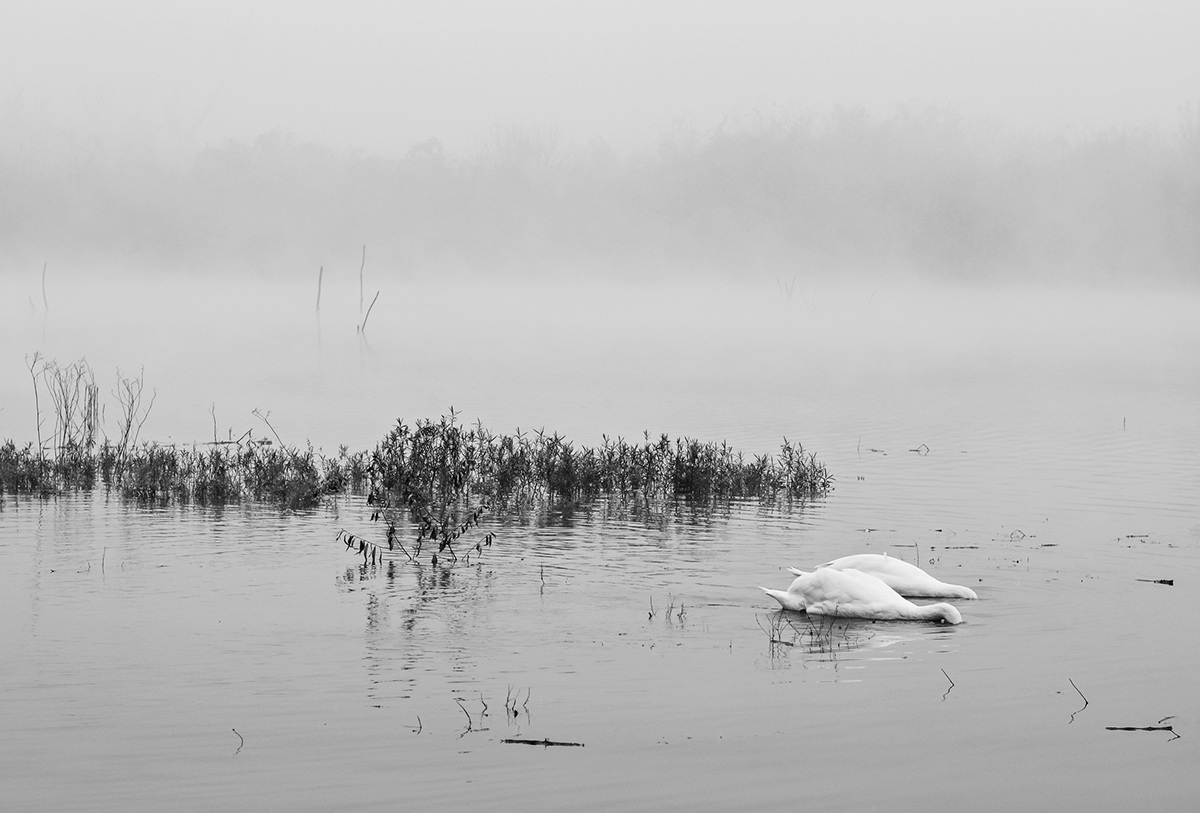 autumn silence black White Nature water MORNING fog Serbia