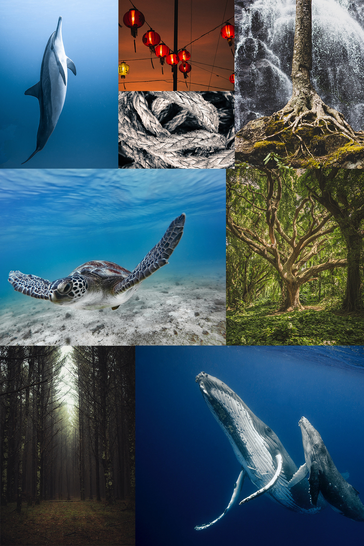 art digitalart lights Ocean photomanipulation photomontage photoshop sea Turtle wood