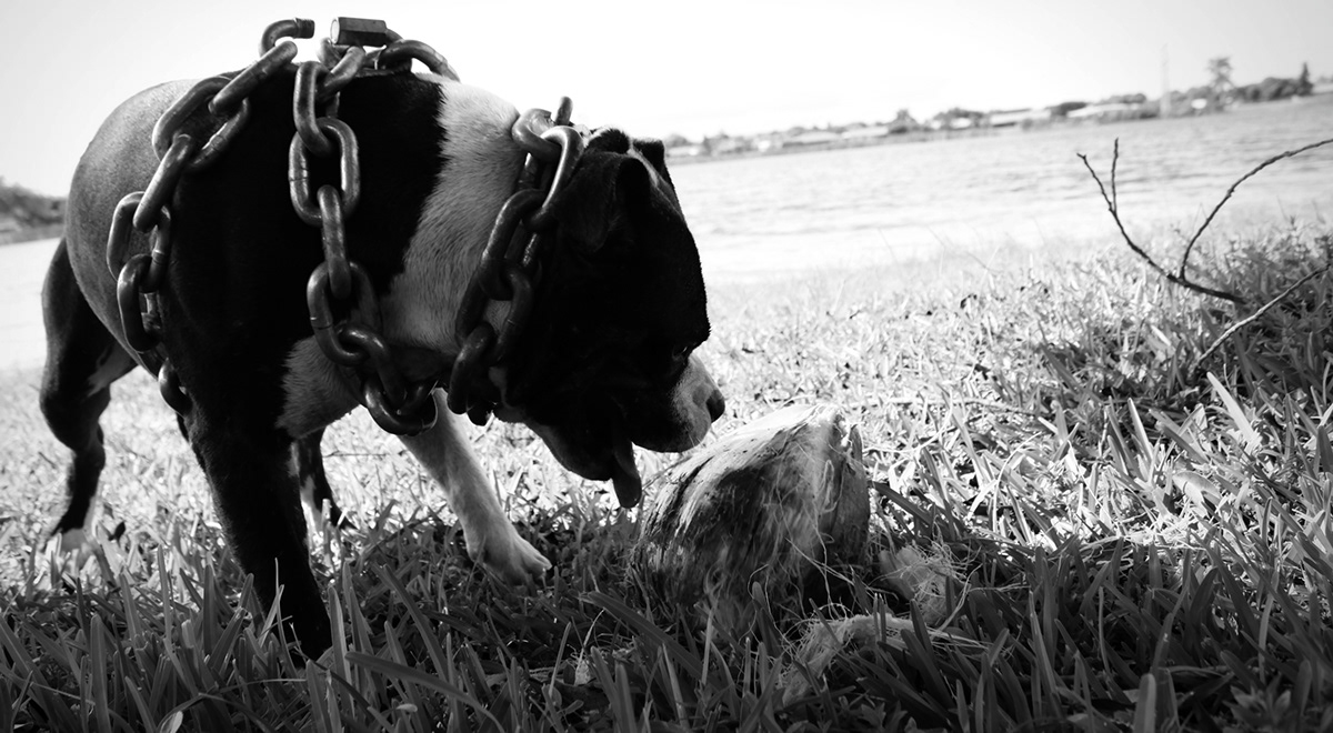 Pitbull pitbull society  dog pet photography animals miami photography miami photographer