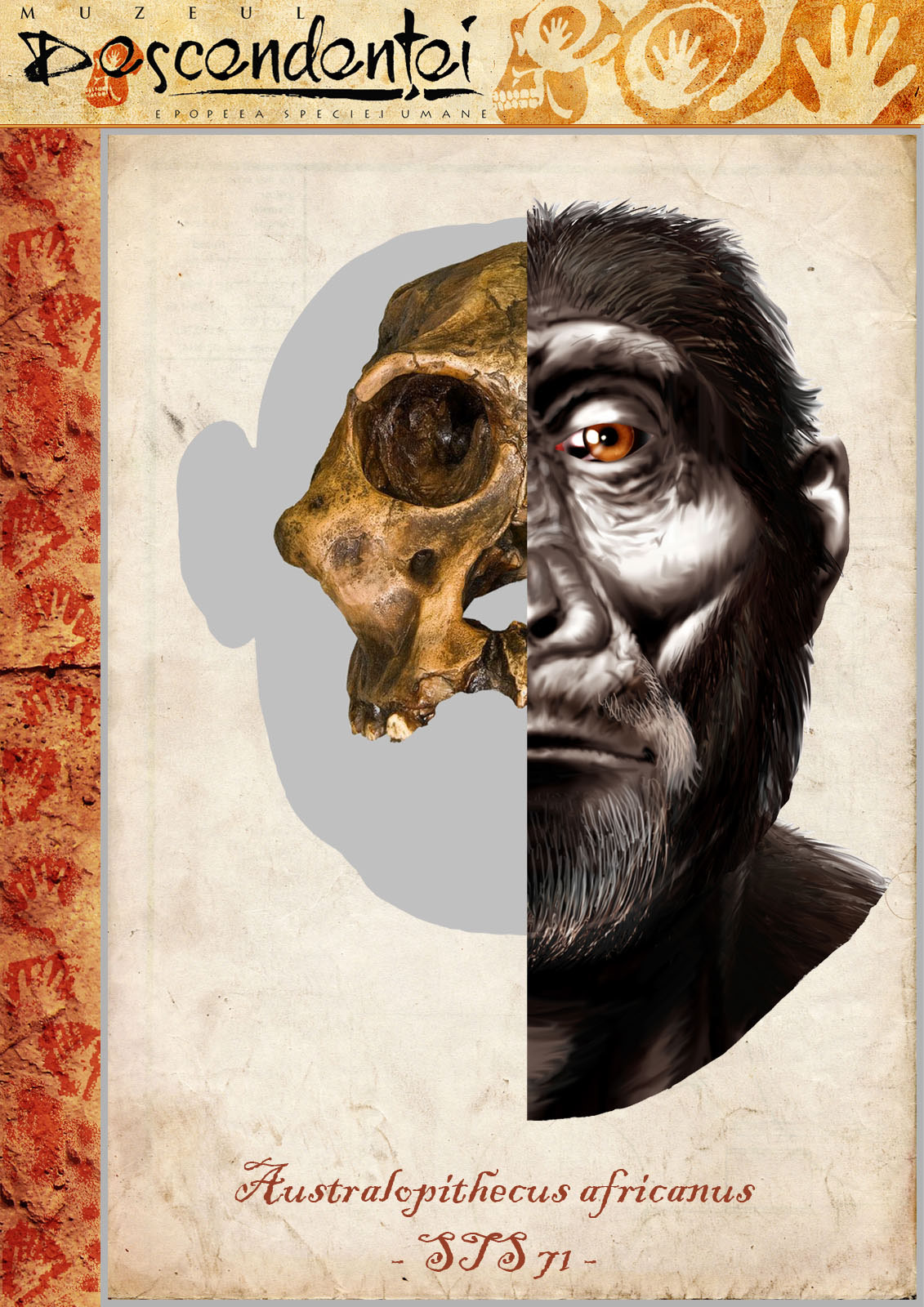 australopithecus africanus human evolution homo hominid sahelanthropus ardipithecus paranthropus neanderthal habilis erectus ergaster floresiensis heidelbergensis