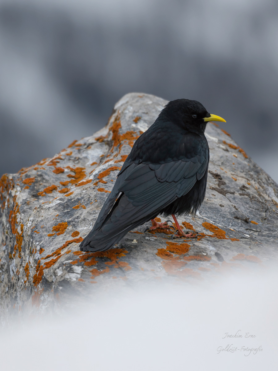 Alpen Alpendohle alps birds Jackdaw Nikon wildlife