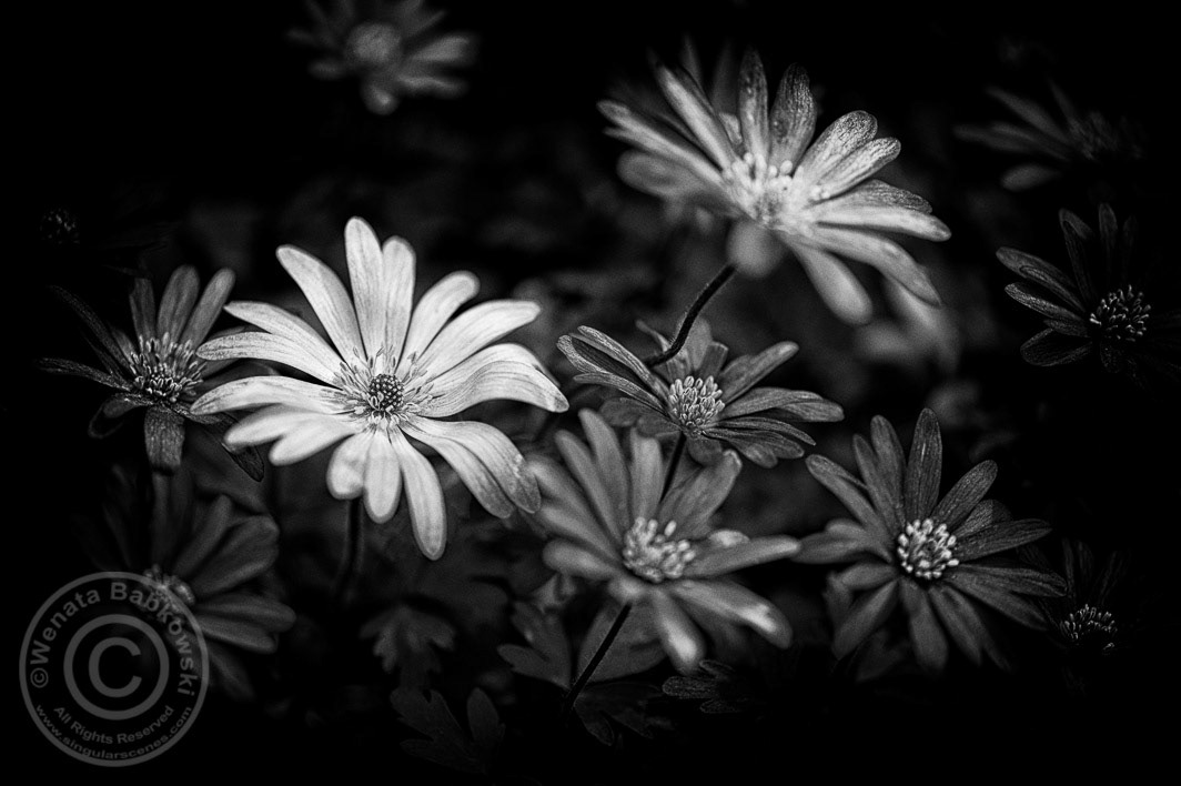 fine art  nature black and white  monochrome botanical  flowers 