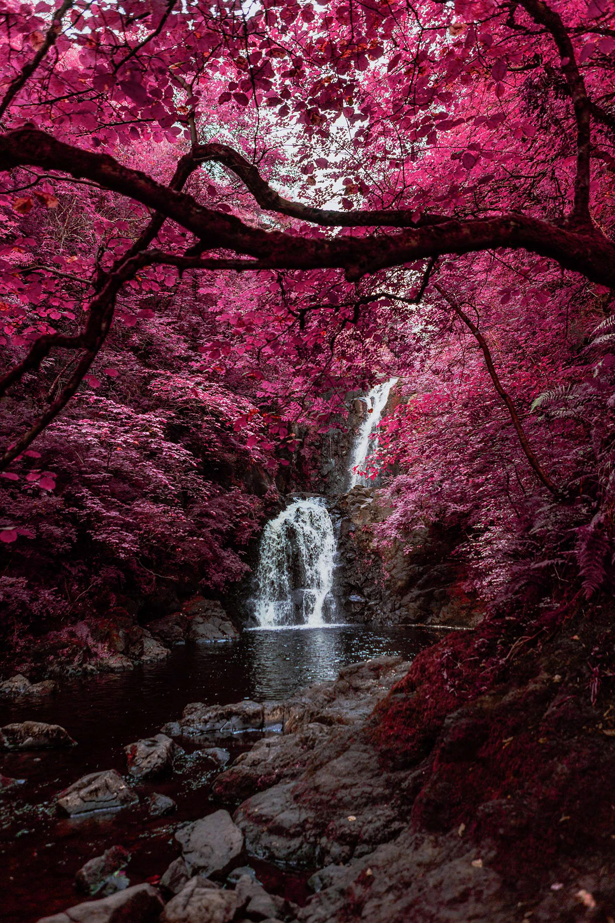 Aerochrome ferns infrared plants rainforest scotland botanical gardens colorful lush psychedelic