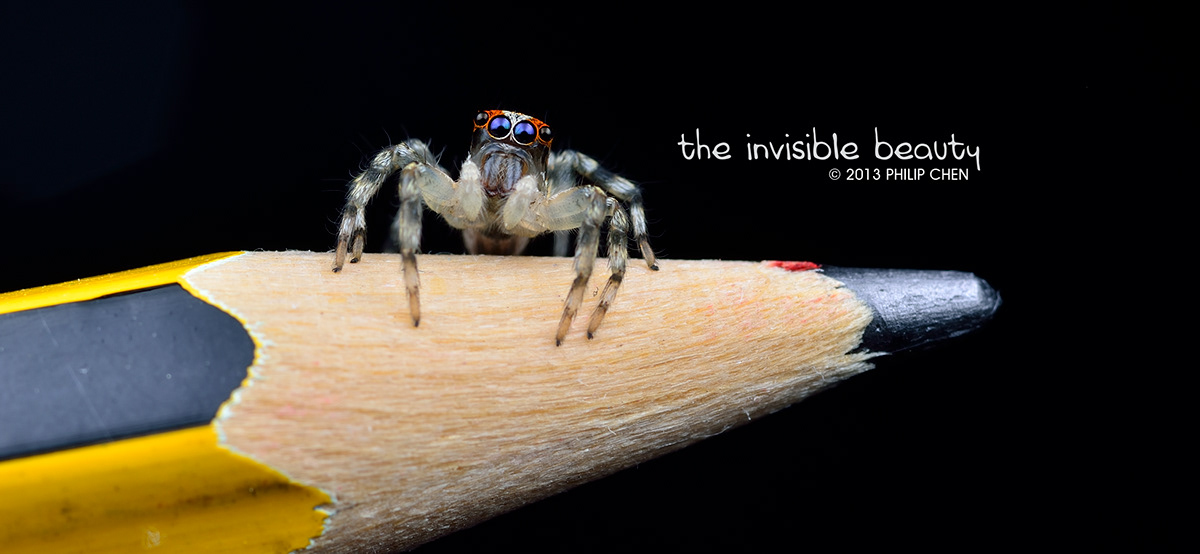 The Invisible Beauty Salticidae jumping spider macro close up