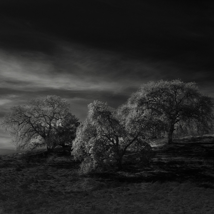 infrared black and white monochrome lone tree Marin County California Landscape