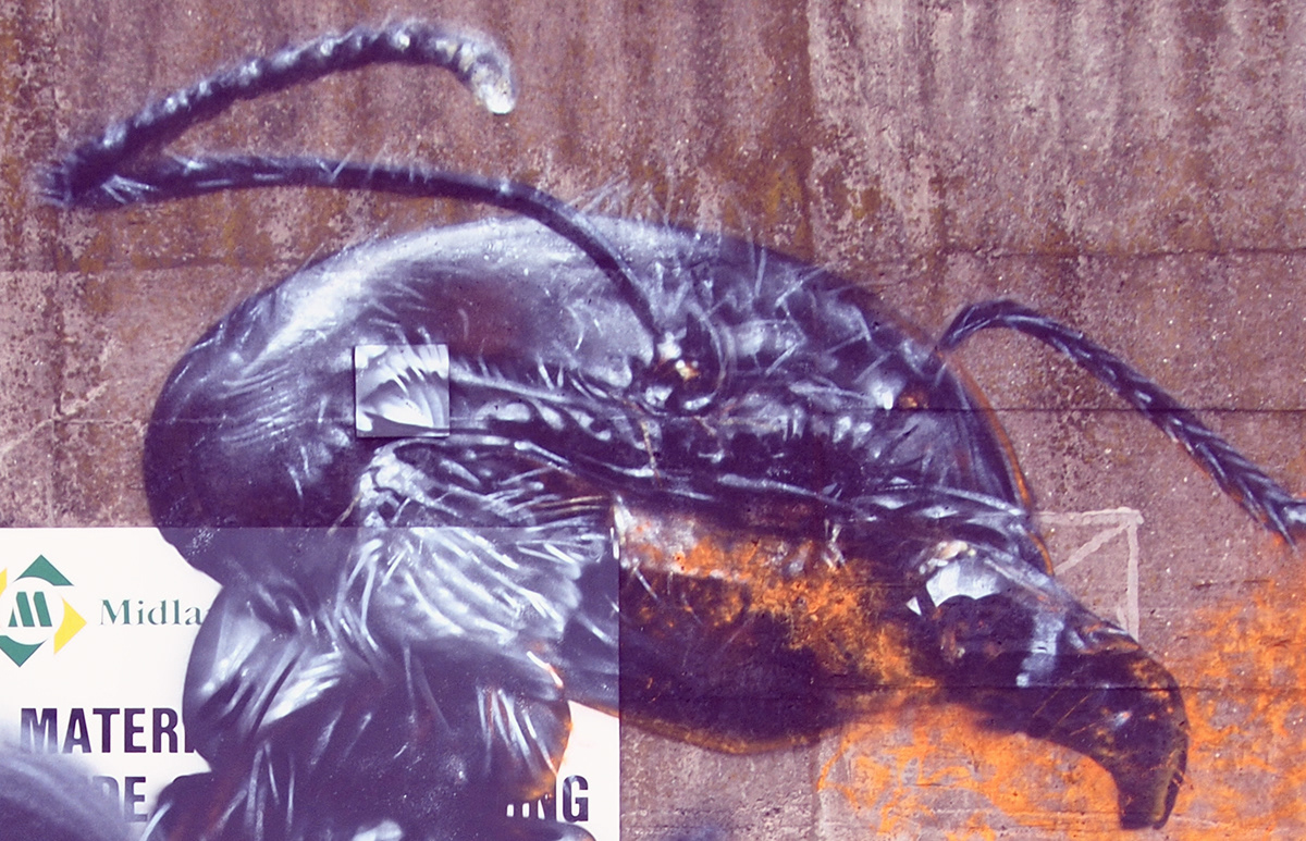 Pyro duper  ziner Giant Ants