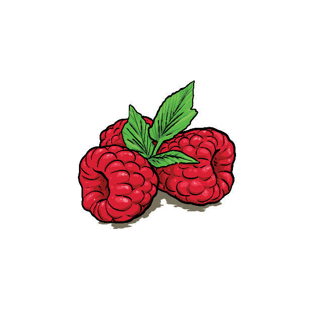Food  food illustration Fruit raspberry