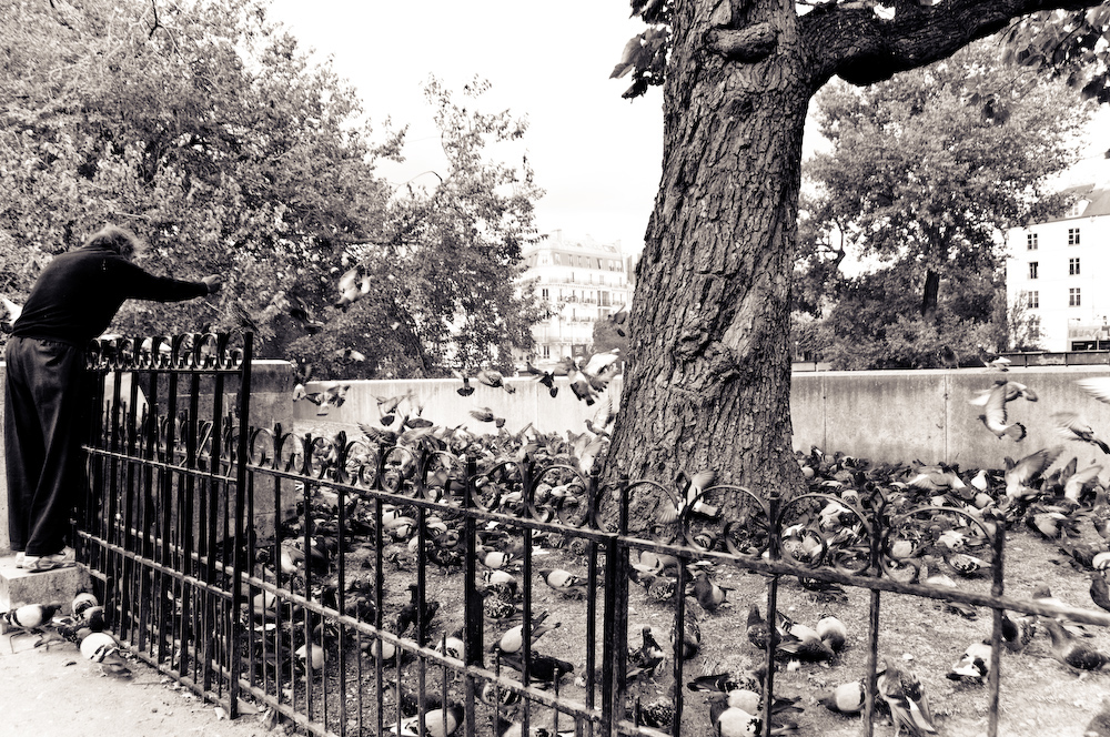 france birds birdman Paris notre dame bread smile old hands black and white John E Photography Street French pidgeon sparrow Wrinkles Nikon D300