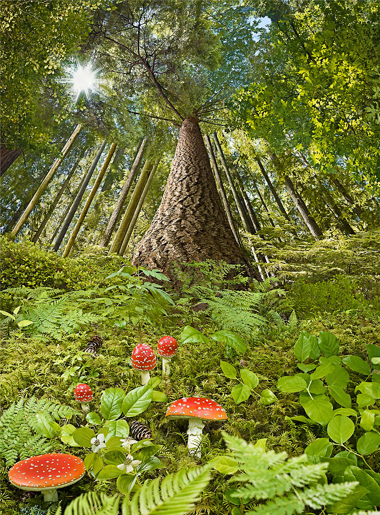 Canada Post stamp Canada Tree  mushroom amanita Sun forest