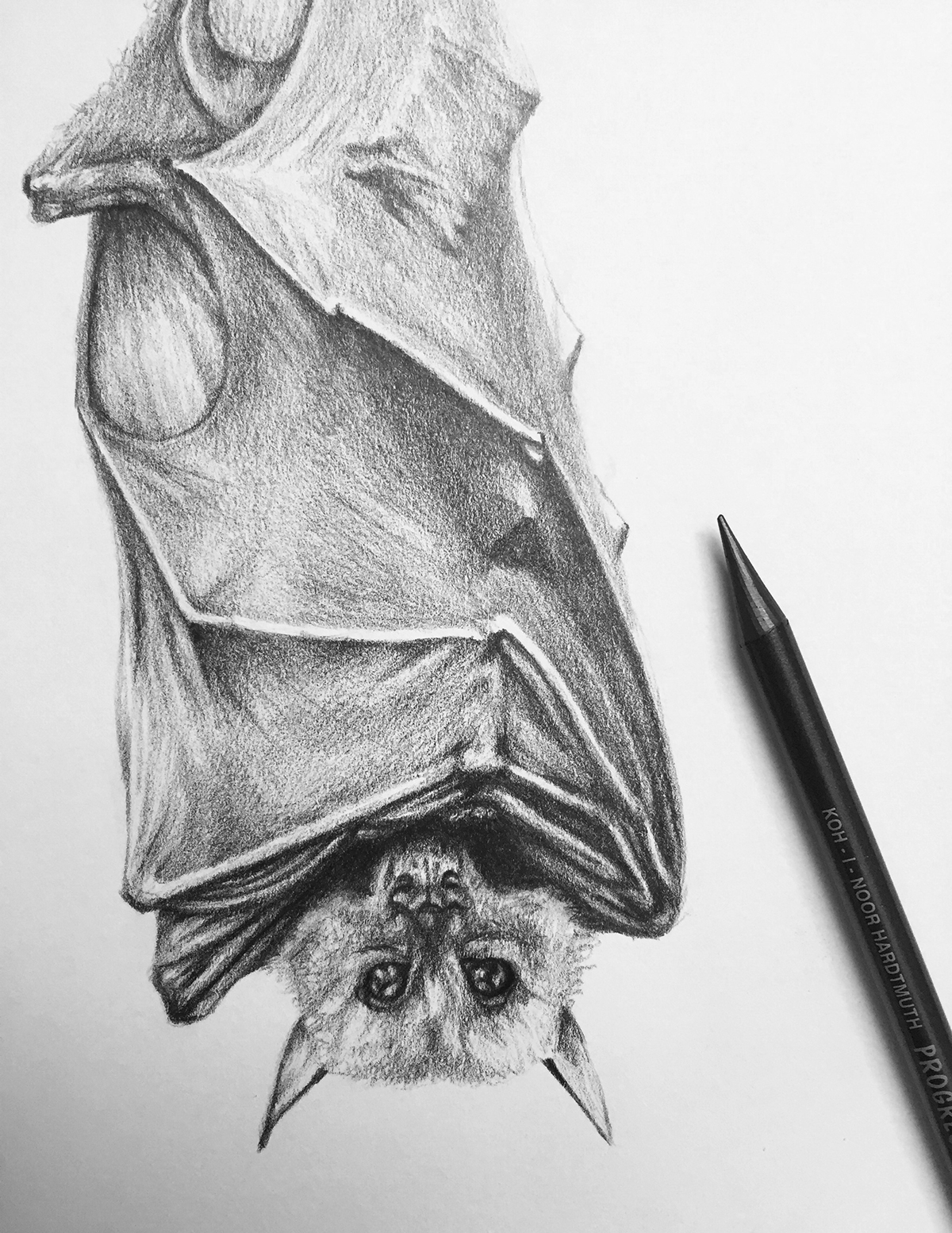 Bat pencil drawing on Behance