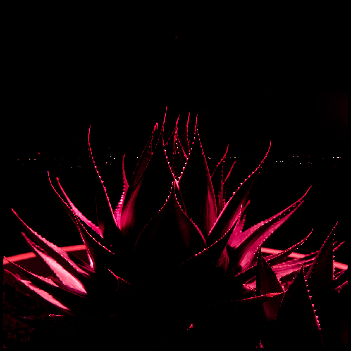 botanics colors garden herbolarium night photographer Photography  Raffaello De Vito raffaellodevito