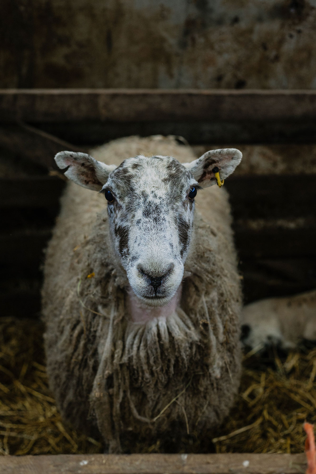Cattle farm sheep cow lamb ewe industry farming