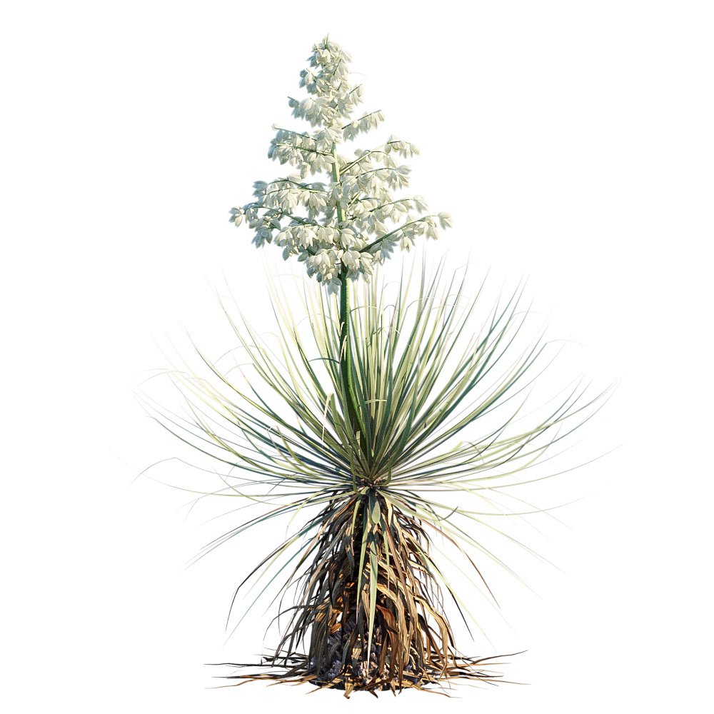 25. Yucca Thompsoniana. 