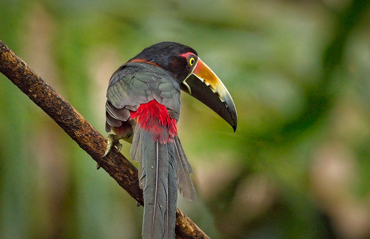 Costa Rica color Photography  wildlife birds animals Nature beauty