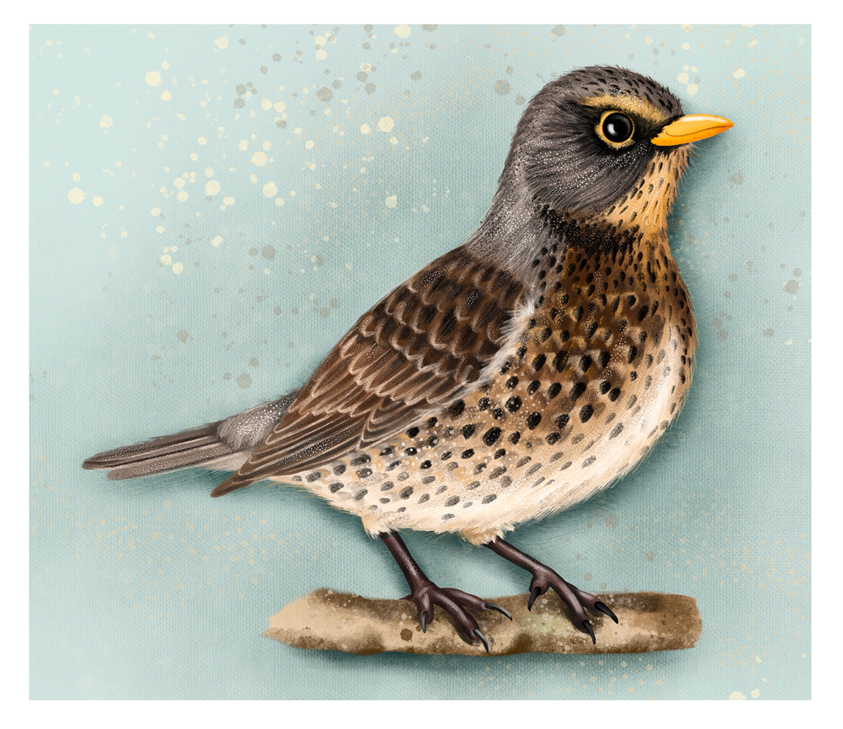 animals bird Czech illustrations Illustrator magpie Nature ornithology thrush wildlife