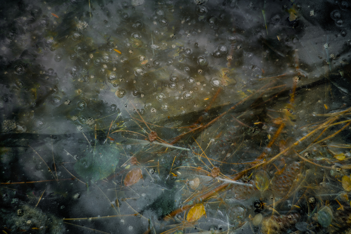 autumn abstract leaves water stream foliage multiple exposure