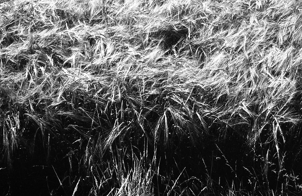 horror surreal Tom Beg 35mm black and white ILFORD kodak weird narrative uncanny