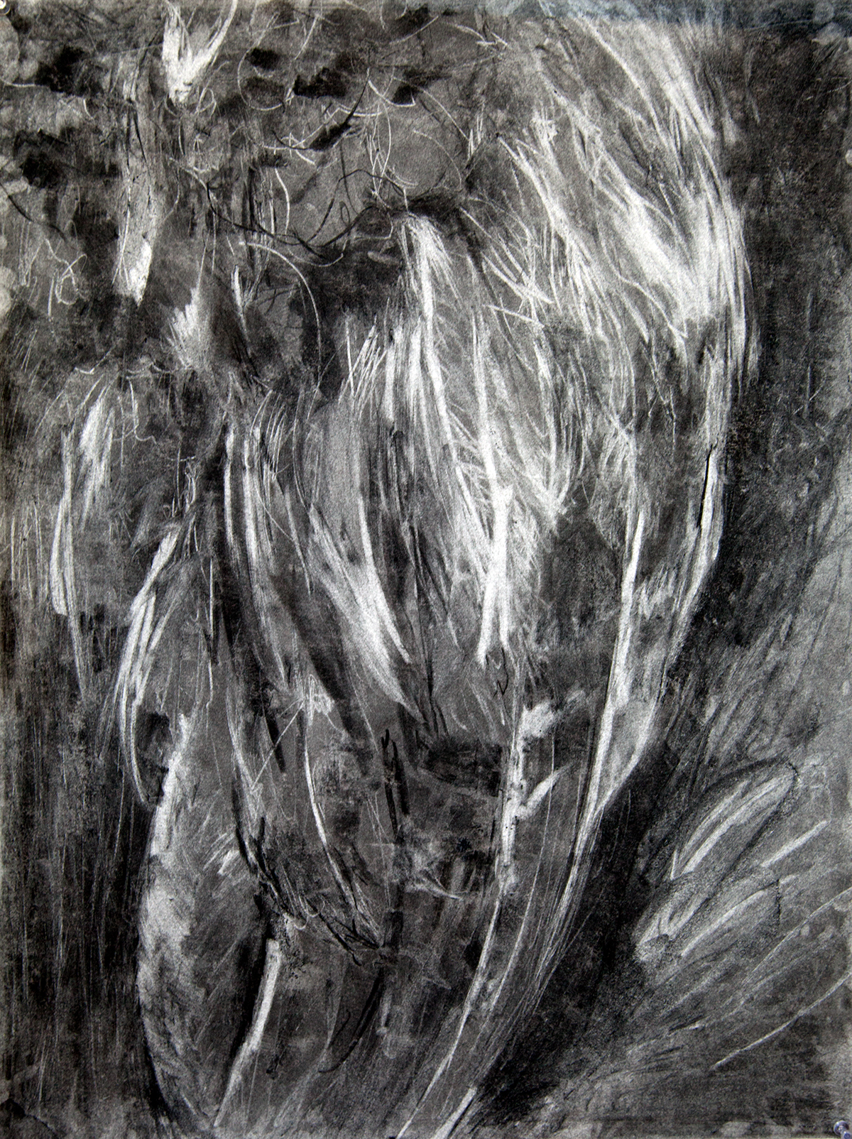 feathers bird black and white marks charcoal ink