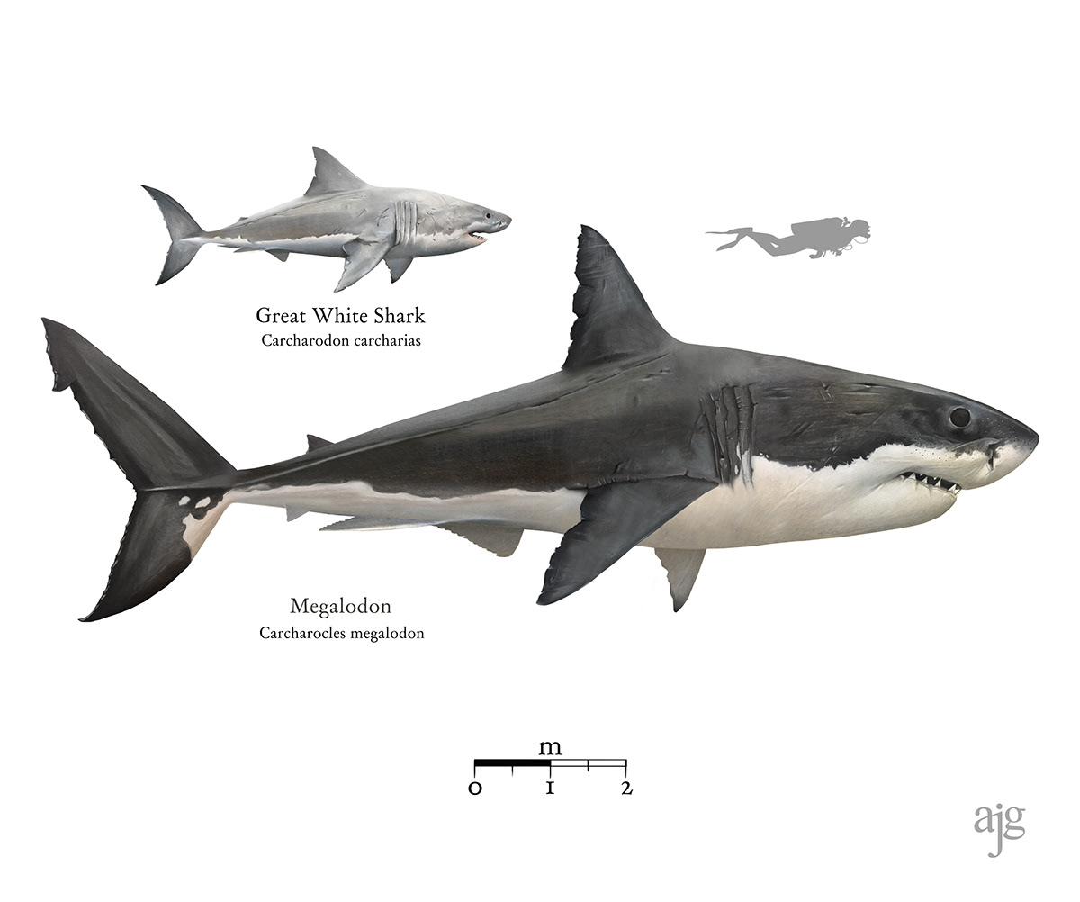 science scientific illustration natural history marine biology shark museum biology