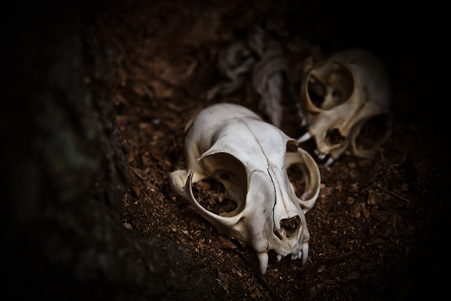 morbid creepy skulls goth skeleton animal dark weird