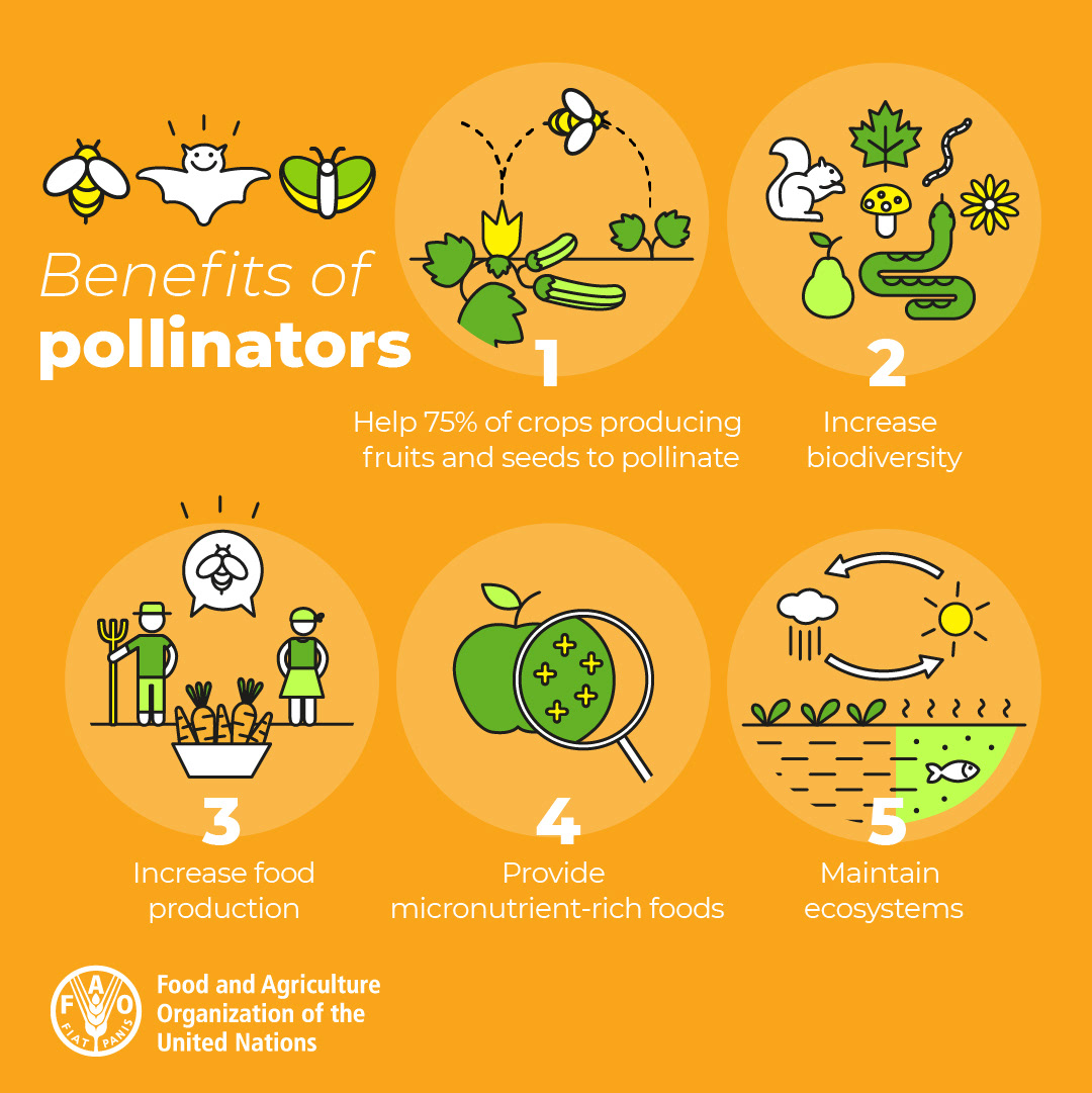 infographic Social media post ILLUSTRATION  animation  gif pollinators Nature Digital Art  bees