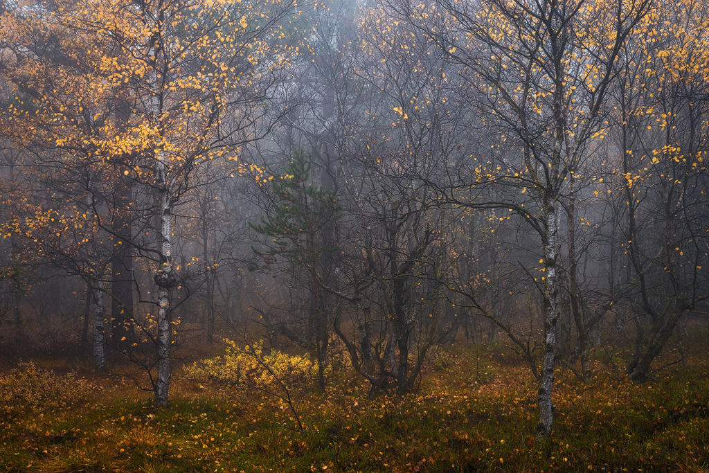 Landscape moor bog trees mist fog mood path autmn Fall Rhön Schwarzes Moor