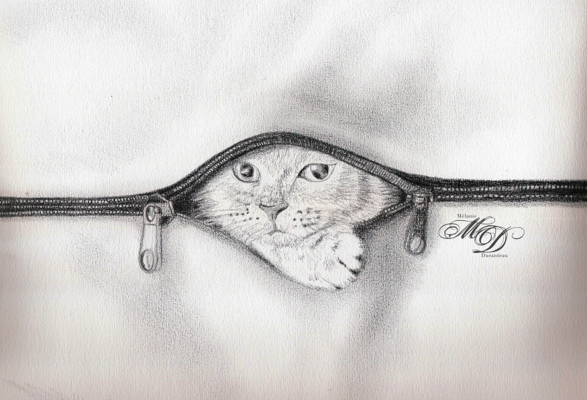 draw Cat pencil art paper