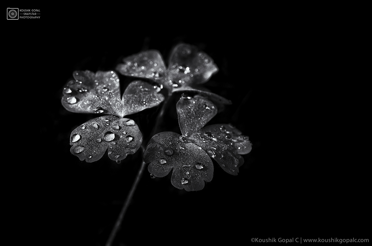 HDR autumn leaves river surreal Black&white black White camera shake droplets flower art bridge repeating