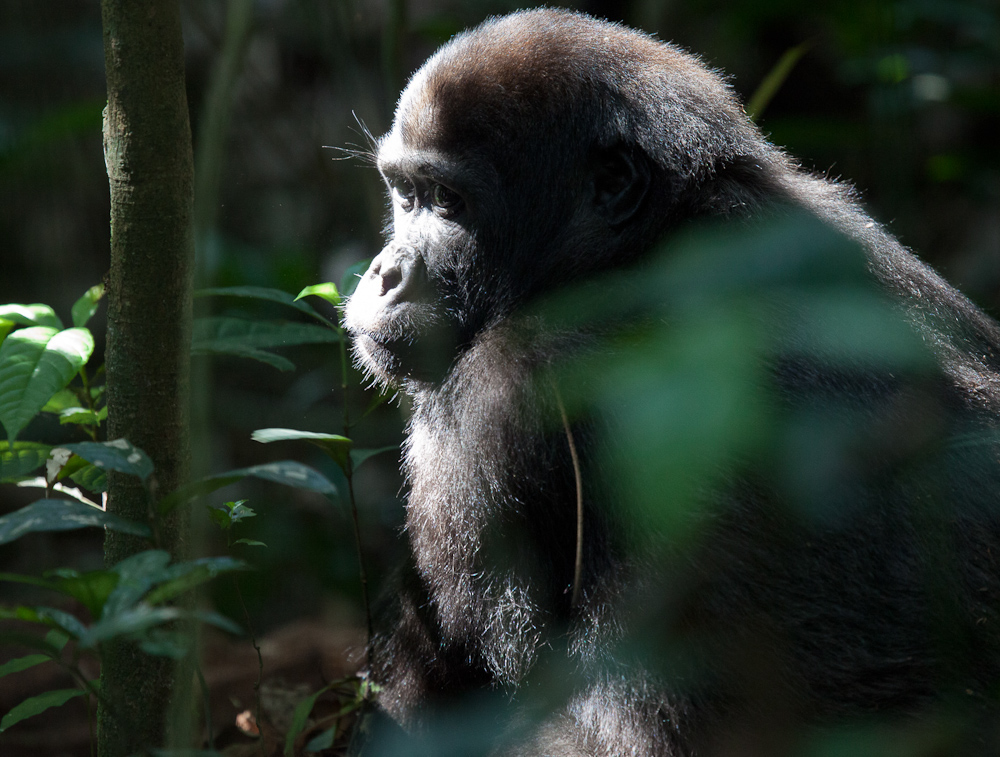 central african republic  gorilla western lowland gorilla forest elephant bangui BAYANGA dzanga sangha agile mangabey Ba'Aka pygmy africa james hopkirk Travel gorilla