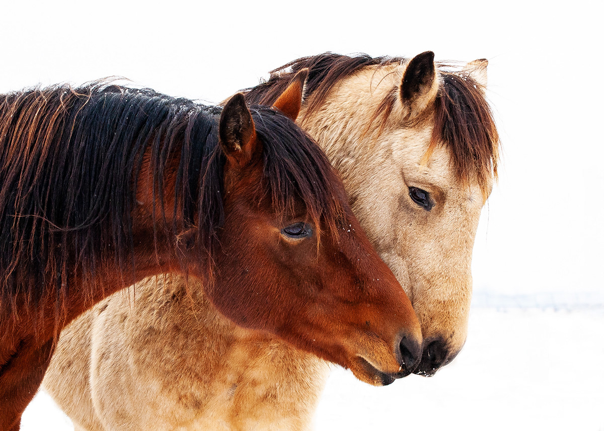 Photography  animal farm lifestyle Pet Digital Art  equine