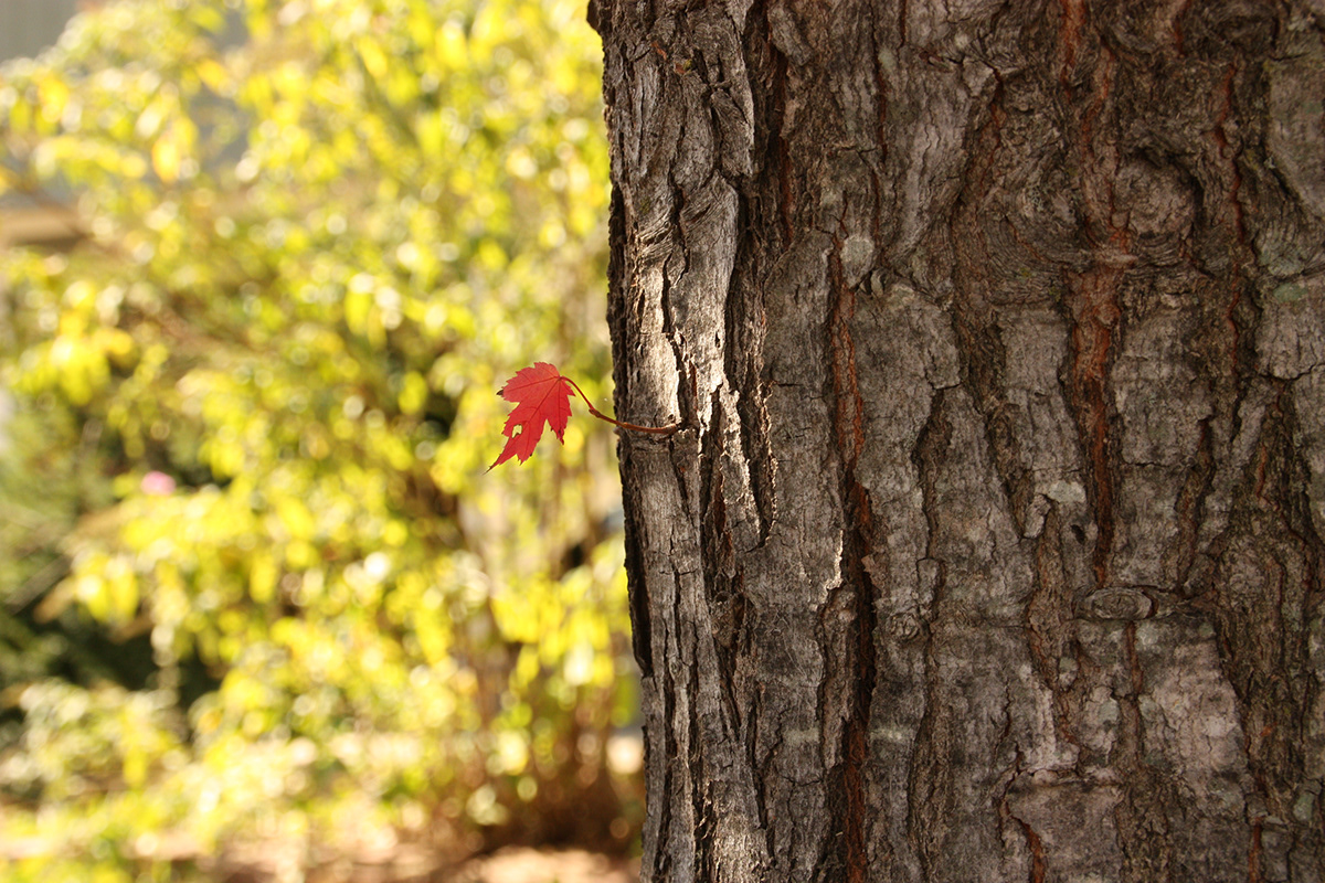 Tree  leaf Tiny will power Fall