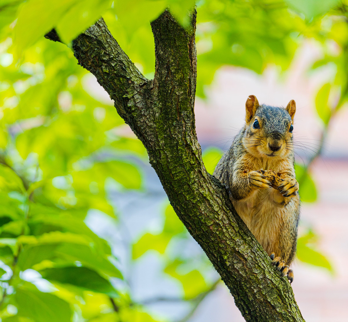 squirrel furry cute animal rodent mammal Nature portrait outside