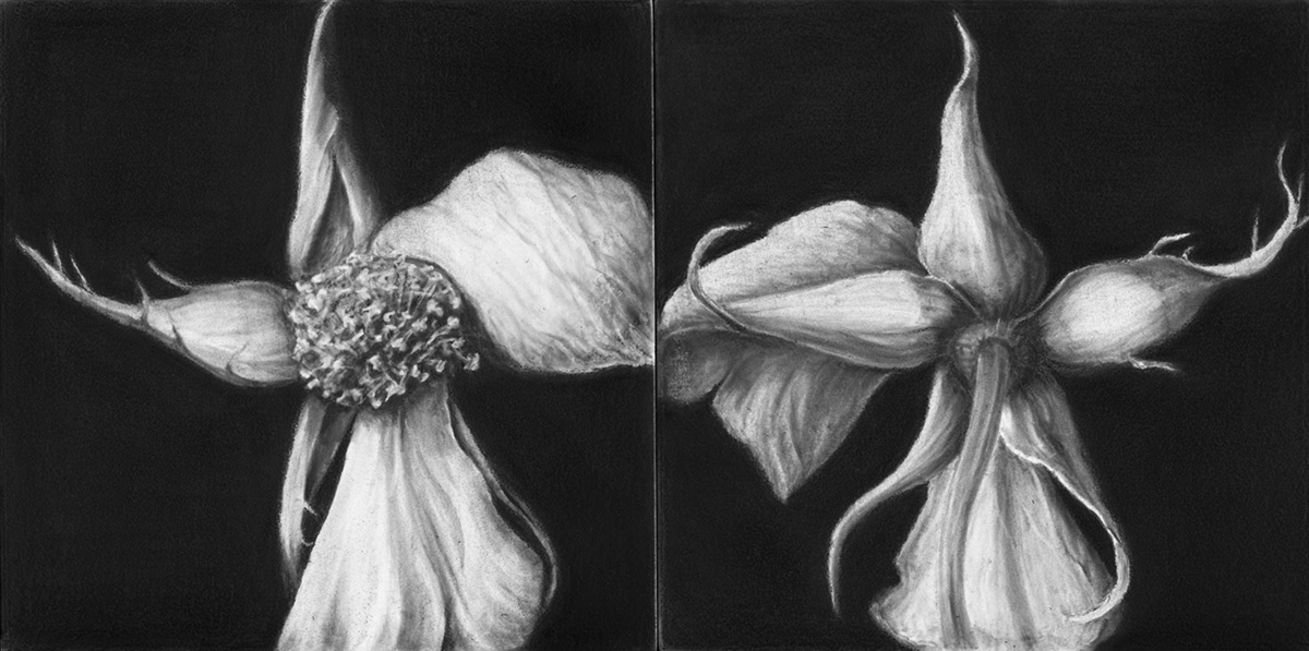 graphite drawing botanical Nature Roses Gesso Board pencil